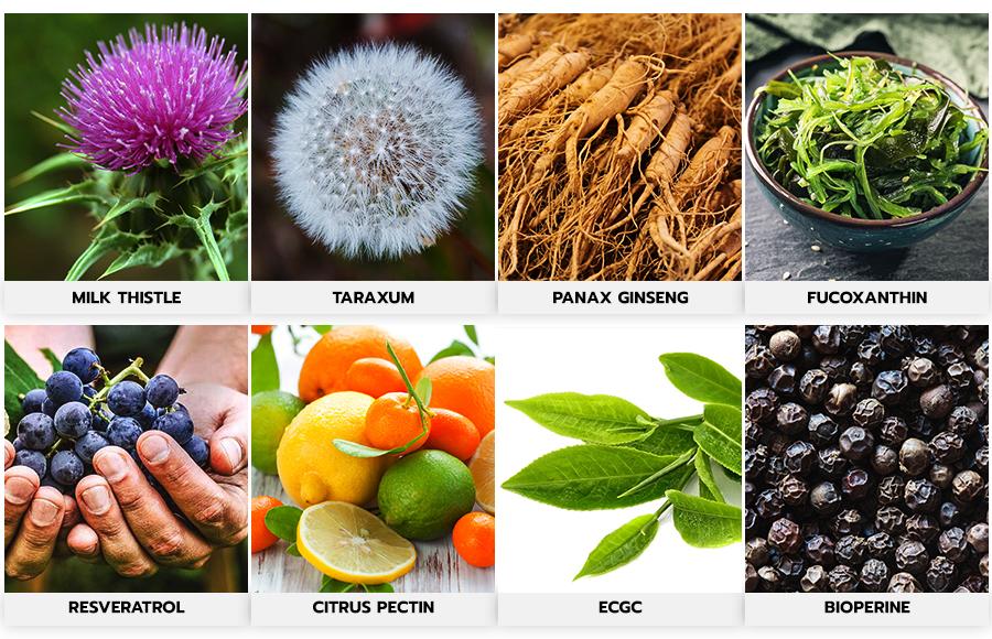 ikaria-lean-belly-juice-ingredient